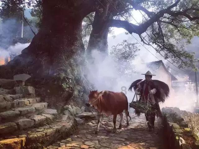 88影视